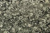 Fossil Crinoid Stems In Limestone Slab #240638-1